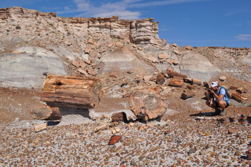 Petrified Forest Field Institute